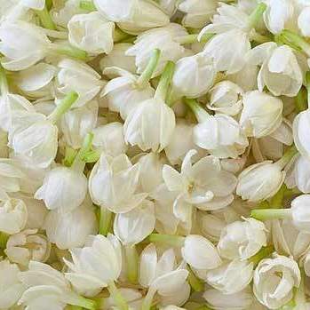 Jasmine Pure Floral Absolutes 3